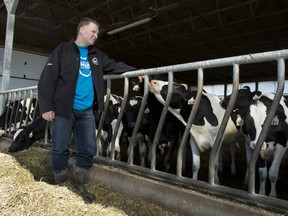 Murray Sherk, 54, among some of the approximately 125 dairy cows that he milks regularly in the barns of his family's Pinehill Dairy in Wilmot, Ont. Sherk's family has owned this farm for over 50 years.