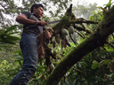 Cacao being harvested with a machete in the Lacandon Jungle in Mexico.