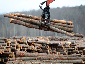 Workers sort wood at Murray Brothers Lumber Company woodlot in Madawaska, Ont.