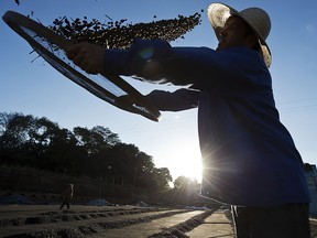 A worker dries organic coffee beans produced at the Fortaleza Environmental Farm in Mococa, some 300 km northeast of Sao Paulo, Brazil on August 6, 2015.