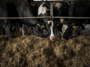 The Gartmans keep a herd of 120 Holsteins on their family farm in Sheboygan, Wis. MUST CREDIT: Photo for The Washington Post by Darren Hauck

DAIRYWARS
Darren Hauck, For The Washington Post