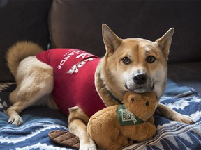 The Roots Canada offshoot label has partnered with specialty retailer PetSmart Canada in a multi-year deal for a line of licensed pet apparel, toys and accessories.