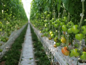fp0526-gs-greenhouse-tomatoes