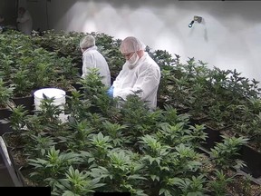 Alberta's newest medical marijuana production facility Invictus MDís Acreage Pharms, a small operation owned by Invictus near the hamlet of Peers about 200 km west of Edmonton, May 19, 2017.