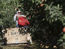 A worker picks apples at Flat Top Ranch in Walla Walla County, Wash. At least two companies are rushing to get robotic fruit picking machines to market.