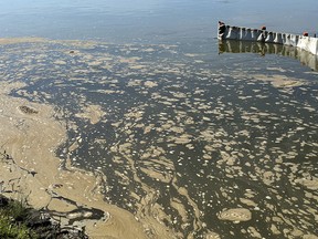 Oily water floats through James Smith Cree Nation lands on Friday, August 25, 2016, in this handout photo.