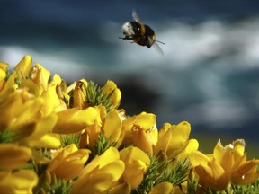 There's been a lot of concern over the declining number of bees in the past two decades.