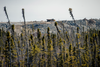 A piece of heavy equipment beyond the thin trees in the James Bay muskeg. The mine has frequent wildlife visitors including cougars, bears and caribou.