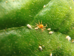 'The lions of the African plain on greenhouse vegetable leaves': The anystis, a type of mite being raised at Ontario's Vineland Research and Innovation Centre, is being used to kill other bugs that pose infestation threats.