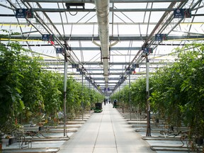 Ontario’s cap-and-trade rules try to curb climate change, but unfairly fail to acknowledge that greenhouses consume carbon dioxide as well as produce it, say the province's greenhouse growers.