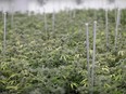 In this Wednesday, June 28, 2017, photo, marijuana plants grow at the Desert Grown Farms cultivation facility in Las Vegas. Recreational marijuana becomes legal to buy Saturday in Nevada, but that doesn't mean anything goes in the place where most people think anything goes. Officers say they have been preparing for months to enforce the law passed by voters in November. (AP Photo/John Locher)