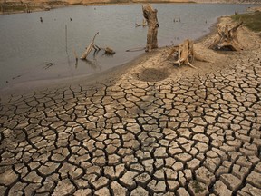 Tree stumps usually underwater stand in and around cracked earth and a pool of water at the dried up Mae Jok Luang reservoir in Chiang Mai, Thailand, in 2016. An El Nino-induced drought across Thailand parched lands.