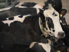 The U.S. may push for dairy to be part of the talks in creating a new agreement.