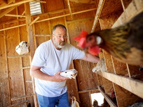 Marc Cohodes in a file photo from 2011, tending his chickens at home.