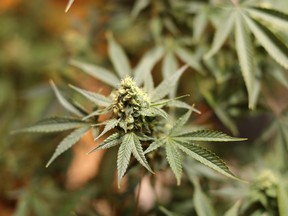 Marijuana plants grow at a Bonify facility in Winnipeg, Manitoba.