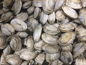 In this June 28, 2017 photo, local softshell clams are on display at a Portland, Maine, fish market. Maine clams were once one of the state's most lucrative resources, but they are sliding in catch. Fishery managers said toxins in the environment and invasive predators could be to blame. (AP Photo/Patrick Whittle)