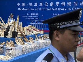 CORRECTS DATE - FILE - In this May 29, 2015 file photo, Chinese policemen watch over ivory products prepared for destruction during a ceremony in Beijing. An environmental watchdog group says its investigation has found that a little-known town in southern China is a major hub for ivory smuggling by organized criminal gangs. The Environmental Investigation Agency on Tuesday, July 4, 2017 said in a report that it uncovered a network of ivory trafficking syndicates operating out of Shuidong in Guangzhou province, which borders Hong Kong. (AP Photo/Ng Han Guan, File)