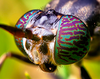 The black soldier fly. Enterra Food Corp. in Langley, B.C. recently got approval to sell the fly’s larvae as feed for farmed fish and broiler chickens.