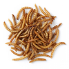 Entomo Farms raises mealworms, as well as crickets, as food for pets and people.