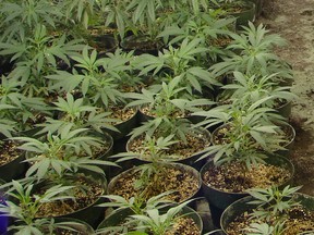 A file photo of some marijuana plants