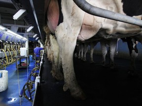 In this photo taken June 29, 2017, David Medrano milk cows at Mystic Valley Dairy in Sauk City, Wis. The farm's owner Mitch Breunig has spent over $100,000 to improve his farm to make his cows happier, including making his barn and stalls bigger and adding fans and other air circulation equipment. (AP Photo/Carrie Antlfinger)