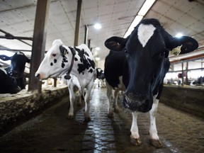 Dairy cows are shown in a barn on a farm in Eastern Ontario