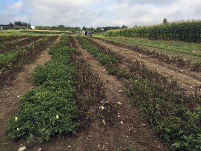 This Aug. 8, 2016 photo provided by the J.R. Simplot Company shows Simplot Plant Sciences' Innate Generation 2 genetically engineered potatoes at the Michigan State University field that have that survived after being infected with late blight disease, that led to the Irish potato famine, in East Lansing, Mich.