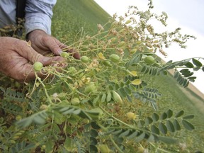 In this 2015 photo provided by the USA Dry Pea & Lentil Council, farmer Howard Jones, chairman of the Idaho Pea and Lentil Commission, inspects his chickpea field near Genesee, Idaho. Changing consumer tastes for healthy high protein food are driving a boom in the demand for crops like chickpeas and lentils and some farmers, faced with the lowest wheat prices in nearly a century, have chosen to plant less wheat and more of these higher profit crops driving them to record production levels this year. (USA Dry Pea & Lentil Council via AP)