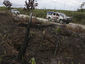 In this Monday, Jan. 4, 2016 photo, burnt tree stump from 2015 forest fire is seen on the side of a road as tracks belonging to Borneo Orangutan Survival Foundation drive past during an orangutan rescue mission in Sungai Mangkutub, Central Kalimantan, Indonesia. In a remote corner of Borneo, an Indonesian company and its Chinese partner are pushing ahead with an industrial wood plantation in a tropical forest and orangutan habitat, apparently flouting government regulations intended to prevent a repeat of disastrous fires in 2015.(AP Photo/Dita Alangkara)