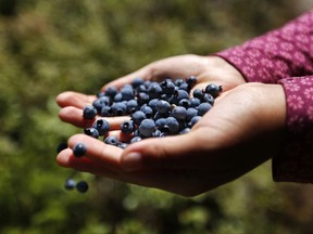 In this Aug. 7, 2017 photo a girl holds a handful of wild blueberries picked near Sherman, Maine. The state's blueberry crop is way down this year due to weather and a scale back of farming. Maine is one of the biggest blueberry producers in the country, and the only producer of wild blueberries. (AP Photo/Robert F. Bukaty)