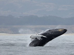 Commercial fishermen at Half Moon Bay and five other California ports this year are using cellphone GPS to help recover abandoned crabbing gear that can snare and kill whales. (AP Photo/Eric Risberg)