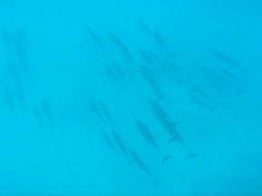FILE- This Jan. 21, 2016, file image taken from video shows dolphins swimming at the bottom of a bay off Waianae, Hawaii. A judge in Hawaii has found a tour operator violated federal law by repeatedly dropping swimmers in front of dolphins and encircling the animals with his tour boat. National Oceanic and Atmospheric Administration officials have been developing rules to regulate interactions with dolphins out of concern swim-with-dolphin tours popular in Hawaii are disrupting the resting, socializing and reproductive behavior of the animals. (AP Photo/Audrey McAvoy, File)