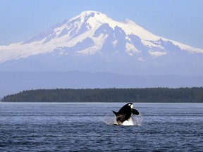 FILE - In this July 31, 2015, file photo, an orca whale breaches in view of Mount Baker, some 60 miles distant, in the Salish Sea in the San Juan Islands, Wash. Ships passing the narrow busy channel off Washington's San Juan Islands are slowing down this summer as part of an experiment to protect the small endangered population of southern resident killer whales. Vessel noise can interfere with the killer whales' ability to hunt, navigate and communicate with each other, so US researchers are looking into what impact the project will have on the orcas. (AP Photo/Elaine Thompson, File)