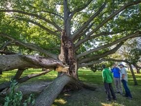 Mike Rosen (in green) of Tree Canada examines a century-old oak tree.