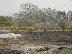 The ground smolders along the vineyard at Old Hill Ranch Tuesday, Oct. 10, 2017, near Glen Ellen, Calif. Workers in Northern California's renowned wine country picked through charred debris and weighed what to do with pricey grapes after wildfires swept through lush vineyards and destroyed at least two wineries and damaged many others. (AP Photo/Eric Risberg)