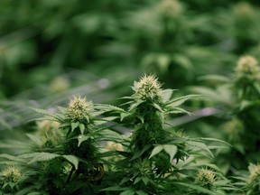 Growing flowers of cannabis intended for the medical marijuana market are shown at OrganiGram in Moncton, N.B., on April 14, 2016. The TMX Group, the company that operates the Toronto Stock Exchange and the TSX Venture, says companies with business activities that violate U.S. federal law regarding marijuana could undergo a delisting review at the discretion of the TSX. The group said in a statement that while some states have legalized marijuana to varying degrees and conditions, under federal law it is illegal to cultivate, distribute or possess the drug in the United States. THE CANADIAN PRESS/Ron Ward