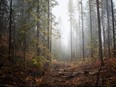 Fallen trees sits on the grounds near West High Yield (W.H.Y.) Resources Ltd. G