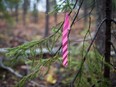A pink ribbon marks a tree on the grounds of a West High Yield (W.H.Y.) Resources Ltd. GPS survey coordinate outside of Rossland, British Columbia.