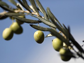Bigger harvests of olives across much of the Mediterranean region will lift oil output by an estimated 12 per cent, olive oil giant Deoleo says.