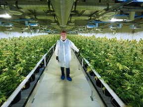 Cam Battley, Senior Vice President with Aurora Cannabis Inc., stands in one of the ten marijuana grow rooms inside the company's 55,000 square foot medical marijuana production facility near Cremona, Alta.