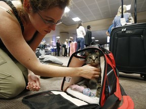 Tali Arbel checks on Oscar the cat after arriving at Phoenix Sky Harbor International Airport Wednesday, Sept. 20, 2017, in Phoenix. Oscar is a cat of the world with remote-controlled toys and his own Instagram account but there's one thing about modern life he doesn't like: flying. (AP Photo/Ross D. Franklin)