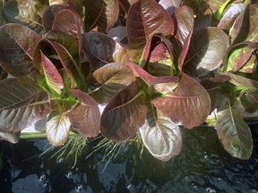In this Nov. 2, 2017 photo provided by Recirculating Farms Coalition, red lettuce grows at an aquaponic farm, a form of hydroponic cultivation, in Hilliard, Fla. The National Organic Standards Board, which advises the U.S. Department of Agriculture, voted in early November 2017 to allow produce raised hydroponically without soil to be certified as organic. Following the vote, some traditional organic farmers say they are working on an alternative to the USDA certification. (Recirculating Farms Coalition via AP)