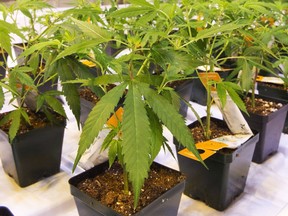 Cannabis seedlings are shown at the new Aurora Cannabis facility, Friday,  November 24, 2017 in Montreal.