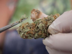 A vendor trims marijuana with scissors during the annual 4-20 cannabis culture celebration at Sunset Beach in Vancouver on April 20, 2017. The Quebec government is tabled its own cannabis legislation today and set up a provincially owned corporation that will control and sell the drug.