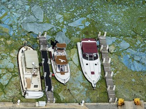 FILE - In this June 29, 2016 file photo, boats docked at Central Marine in Stuart, Fla., are surrounded by blue green algae. The massive algae outbreak that caked parts of Florida's St. Lucie River with guacamole-thick sludge was the latest in an annual phenomenon (Greg Lovett/The Palm Beach Post via AP, File)