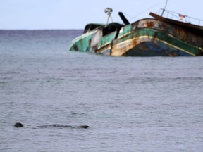 In this Wednesday, Nov. 8, 2017 photo, an endangered Hawaiian monk seal swims near the Pacific Paradise, a commercial fishing vessel that ran aground about a month ago, off Kaimana Beach in Honolulu. The fishing boat, which was transporting foreign workers to Hawaii when it smashed into a shallow reef just off the shores of Waikiki, has been leaking oil and fuel into the ocean. Officials are also concerned about the impact of the fuel on green and hawksbill turtles and have said the extent of damage to the reef's coral won't be known until the boat is removed. (AP Photo/Caleb Jones)