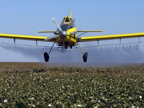 FILE - In this Sept. 25, 2001 file photo, a crop dusting plane from Blair Air Service dusts cotton crops in Lemoore, Calif. California regulators have announced a new rule that bans farmers from using certain pesticides near schools and day care centers. The state's Department of Pesticide Regulation announced the new rule Tuesday, Nov. 7, 2017. The department says the new regulation is among the strictest pesticide in the U.S. (AP Photo/Gary Kazanjian, File)