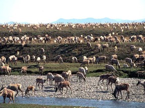 In this undated photo provided by the U.S. Fish and Wildlife Service, caribou from the Porcupine Caribou Herd migrate onto the coastal plain of the Arctic National Wildlife Refuge in northeast Alaska. A showdown is looming in the nation's capital over whether to open America's largest wildlife refuge to oil drilling. A budget measure approved by the Republican-controlled Congress allows lawmakers to pursue legislation that would allow drilling on the coastal plain of the Arctic National Wildlife Refuge. The refuge takes up an area nearly the size of South Carolina in Alaska's northeast corner. (U.S. Fish and Wildlife Service via AP)