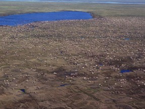 This aerial photo provided by U.S. Fish and Wildlife Service shows a herd of caribou on the Arctic National Wildlife Refuge in northeast Alaska. Alaska Sen. Lisa Murkowski says her legislation to open Alaska's Arctic National Wildlife Refuge to oil and gas drilling would generate $2 billion in royalties over the next decade _ with half the money going to her home state.  (U.S. Fish and Wildlife Service via AP)
