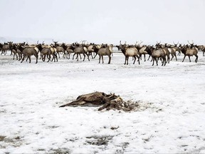 FILE- In this file photo taken Feb. 21, 2017, a group of elk move past another that had died on the National Elk Refuge in northwest Wyoming. Wildlife managers in some western states cut back hunting this fall in areas where big game herds suffered above-normal losses during the 2016-17 winter. (Ryan Dorgan/Jackson Hole News & Guide via AP, file)